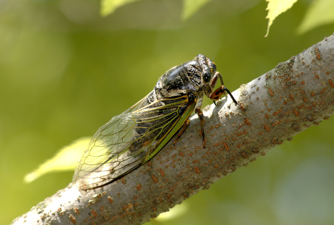 Sound of Summer: Cicadas