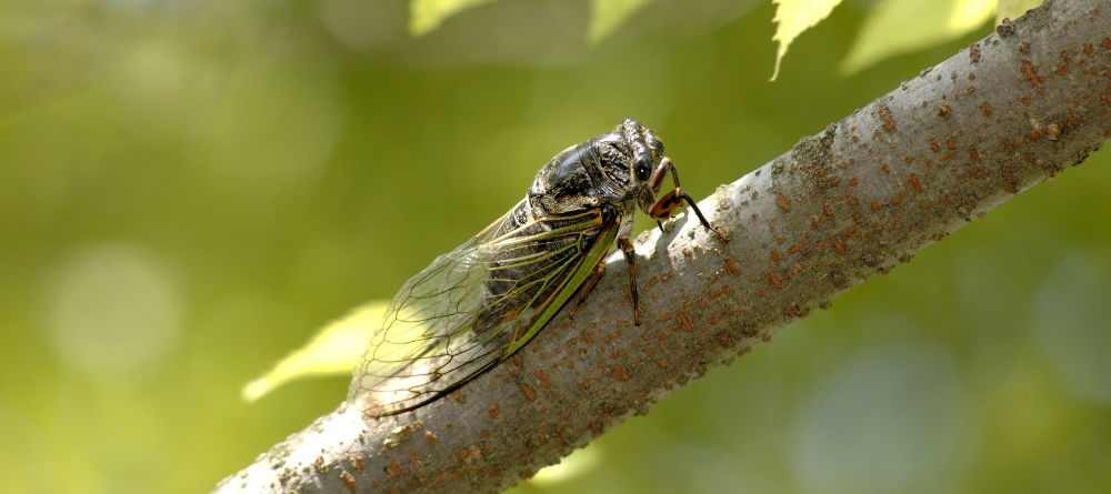 Sound of Summer: Cicadas